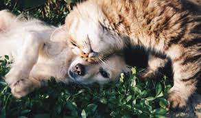 how cats are diffe than dogs for
