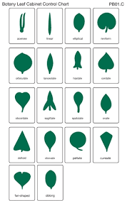 Botany Leaf Cabinet Control Chart Laminated Pq