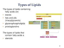 ppt what are lipids powerpoint