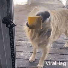Licking Cheese Viralhog Gif Licking