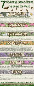 Data Chart 7 Stunning Super Herbs To Grow For Pets With