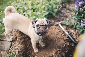 Tips To Keep Your Dog Out Of The Garden