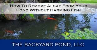 your pond without harming fish
