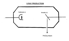 radiography x ray generation horses