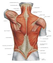 Diagram Back Muscles Upper Back Human Anatomy Diagram