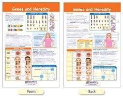 W94 4635 Genes Heredity Bulletin Board Chart
