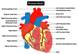 Heart Chart Diagram Inspirational Simple Labeled Heart Diagram Image
