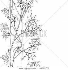 Collection of bamboo coloring page (31). Bamboo Seamless Vector Photo Free Trial Bigstock