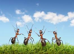team of ants collecting seeds in stock