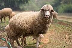 can-sheep-survive-without-humans