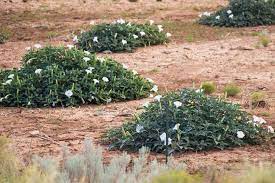 Poisonous Plants In The Desert Guzman