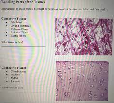 Color each according to the key below, then label each cell on the diagram. Labeling Parts Of The Tissues Instructions In These Chegg Com