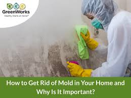 how to get rid of mold in your home and