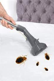kill bed bugs with a steam cleaner