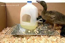 Diy Brooder Box For Ducklings