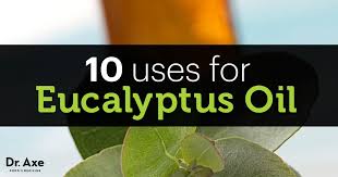The oil has been studied extensively for its uses and benefits. Top 10 Eucalyptus Oil Uses And Benefits Dr Axe