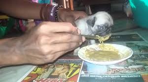 Feeding Pug Puppy Royal Canin