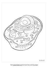 The animal cell coloring worksheet has been used with freshman biology for years as a supplemental way to learn the parts of the cell. Animal Cell Coloring Pages Free Science Coloring Pages Kidadl