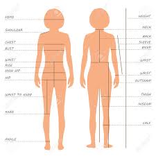 Vector Body Measurements Size Chart Female Clothing Model Sewing