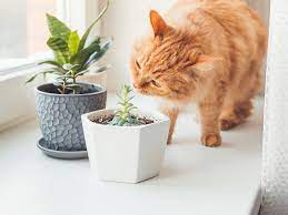 Keep Cats Out Of Plants