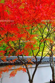 白壁と紅葉モミジ 庭木 写真素材 [ 870611 ] - フォトライブラリー photolibrary