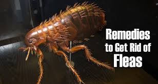 home remes to get rid of fleas