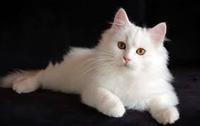 100 persian cat pictures wallpapers com