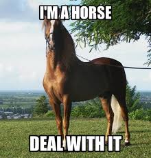 Funny-Horse-Memes-06.jpg via Relatably.com