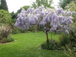 Image result for wisteria garden ideas