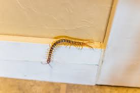 House Centipede And Is It Dangerous