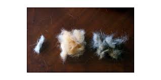 decoding alopecia or hair loss in dogs