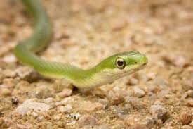 a guide to caring for pet green snakes