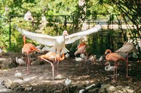 Fort Lauderdale Flamingo Gardens Entry