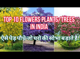 Top 10 Beautiful Tree Flowers Plants In