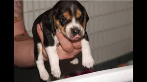 23 will be ready to go to their forever homes on feb. Buy A Beagle Puppy Pocket Beagles Cute Tiny Puppies For Sale Youtube