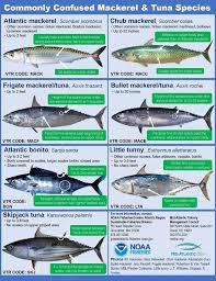 New Mackerel And Tuna Identification Guide Available