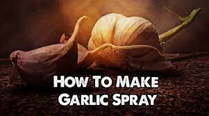 make garlic spray for pests and plant