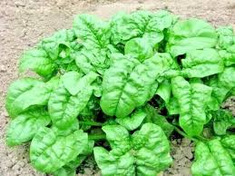 Herb Spinach Winter Giant Plenteous