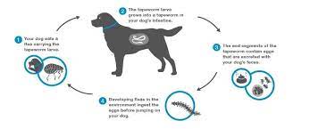does your dog have tapeworms