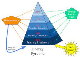 ecological pyramid wikipedia