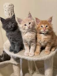 kitten contract with breeding rights
