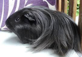 At the time, they are one of the only three breeds of guinea pigs recognized by the american cavy breeders association. Peruvian Guinea Pig Guinea Piggles