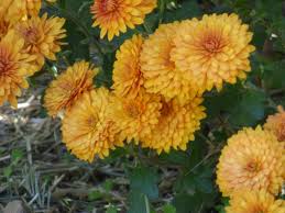 Landscape with flowers for less! Lifespan Of Mums How Long Do Chrysanthemums Last