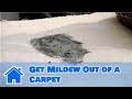 carpet cleaning how to get mildew out