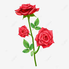 beautiful transpa rose flower