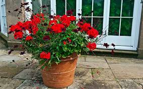 container gardening how to grow