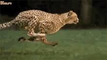 picture of a cheetah running gifs tenor