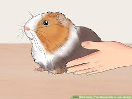 3 Ways To Get Your Guinea Pig To Lose Weight Wikihow