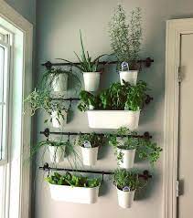 Pin On Plants Kitchen