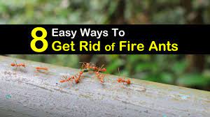 8 easy ways to get rid of fire ants